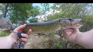 Pickerel Fishing Lake Kanawauke [upl. by Goddard]