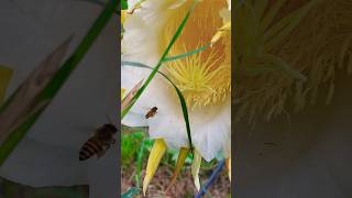 Honey Bee polination dragonfruitflowering dragonfruit pitaya farming gardening short trending [upl. by Gambrill]