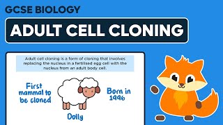 Adult Cell Cloning  GCSE Biology [upl. by Attoynek]