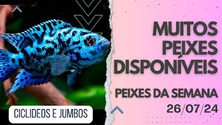 Confira nossos Ciclideos e Jumbos Muitas Novidades [upl. by Narad]