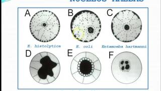 Entamoeba histolytica III morfología y ciclo de vida [upl. by Lila]