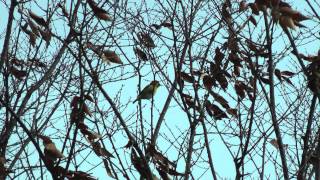 鳴いているメジロ Japanese Whiteeye HD [upl. by Giorgio]