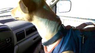 Basenji Talking During Car Ride  Part 2 [upl. by Eintruok]