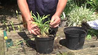 DIVIDING amp REPOTTING AGAPANTHUS [upl. by Smada436]