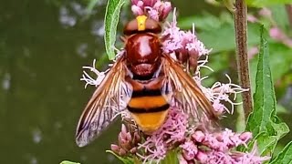 Volucella zonaria  Poda 1761  Syrphidae  Volucelle zonée quotgrosse syrphequot [upl. by Sundin481]