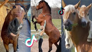 The Cutest HORSES  Equestrian TikTok Compilation 48 [upl. by Aisila]