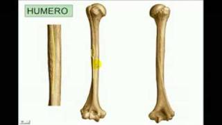 OSTEOLOGIA Miembro superior 3 Diagnostico X [upl. by Yornek538]