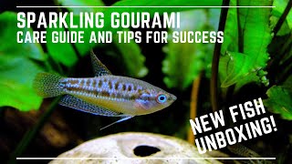 New Fish Unboxing  Sparkling Gourami Care Guide [upl. by Pigeon]