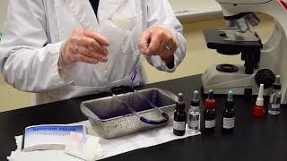 How to Perform a Gram Stain  MCCC Microbiology [upl. by Luise]