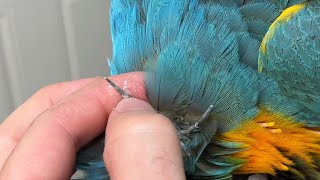 Opening Parrot’s Pin Feather [upl. by Atse]