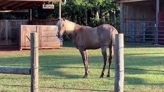 Horse plays with squeaky chicken funnyhorsevideos [upl. by Ramgad]