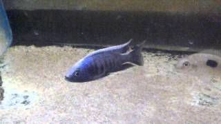 Copadichromis red tips msisi [upl. by Stefa]