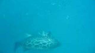 Rook Wahlers Grouper Spearfishing [upl. by Ycnan]