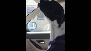 Dog singing the Lumineers [upl. by Illac]