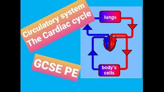 The Circulatory System  The cardiac Cycle  GCSE PE  Passage of Blood [upl. by Jadd]