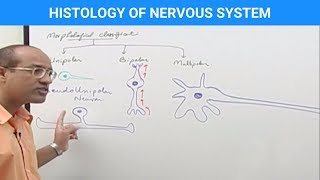 Histology of the Nervous System [upl. by Incrocci893]