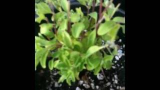 Oregano vs Marjoram  Mint Family Perennial Herbs In Kitchen Garden [upl. by Eeluj]