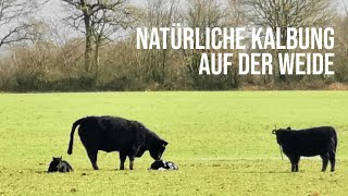 Die Kalbung eines kleinen Galloways [upl. by Griselda223]