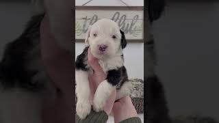 Cedar  Male Mini Sheepadoodle puppies puppy dogs doodle fyp sheepadoodle fy earth cedar [upl. by Annahsit]