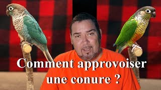 Comment apprivoiser une conure   How to tame a conure [upl. by Arita]