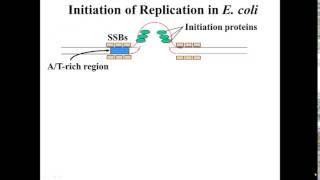 E coli Replication Initiation [upl. by Aima]