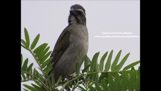 Canto para Esquentar o Trinca Ferro Frio [upl. by Vada]