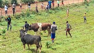 An Exciting Bullfighting Moment Epic Showdown at Mutaho grounds [upl. by Aubry]