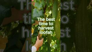 When to harvest loofah loofah luffa harvest shorts [upl. by Cordy19]