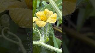 Rain sounds Watermelon flower asiatic dayflower 【雨音とスイカの花】shorts [upl. by Bridgid661]