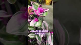 Tradescantia Nanouk in full bloom [upl. by Casabonne]