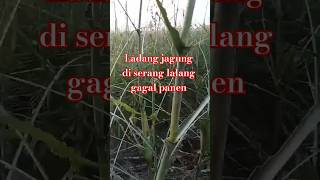 ladang jagung di serang belalang gagal panen shorts petani tkwtaiwan [upl. by Jill]