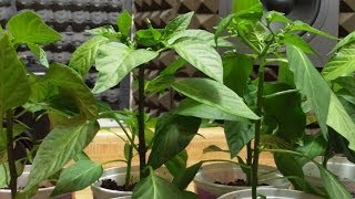 Indoor Biochar Finale Pepper amp Tomato Results [upl. by Subir]