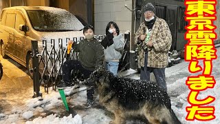 東京も雪が降りました！シェパードマック犬マック君 [upl. by Eijneb]