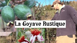 Cultiver la Goyave Rustique [upl. by Archy]