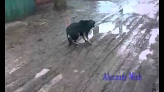 Compilation de sauvetages de chiens à travers le monde [upl. by Onahpets]