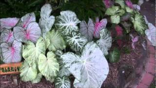 caladium corner [upl. by Lemon]