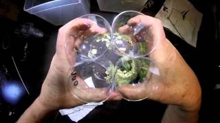 Samia ricini  Preparing eggs for hatching [upl. by Nets]