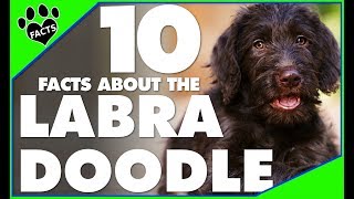 Top 10 Facts About Labradoodles Doodle Dogs 101 [upl. by Azyl]