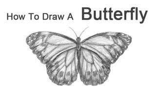 How to Draw a Butterfly [upl. by Deb]