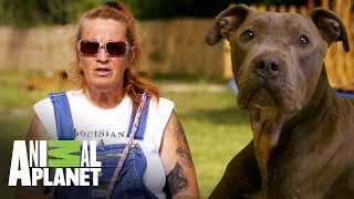 Rescatando a un Pit bull herido  Pit bulls y convictos  Animal Planet [upl. by Eanad637]