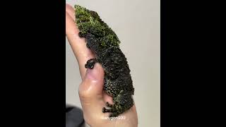 生きてる⁉︎コケの親子 ベトナムコケガエル Theloderma corticale mossy frog moss bugeyed frog [upl. by Hcib]