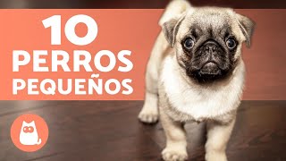 10 RAZAS de PERROS ENANOS 🐶🐾 ¡Descúbrelas [upl. by Lyrahc]