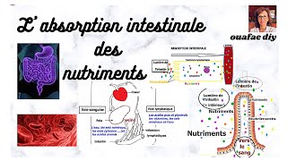 SVT 3 année collège absorption intestinale des nutriments [upl. by Janessa]