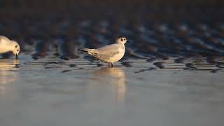 Little Gull Hydrocoloeus minutus cutie cutie [upl. by Yllitnahc]