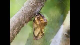 Common crow  Euploea core godarti [upl. by Hummel524]