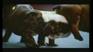 Pedigree Commercial We are for dogs [upl. by Hogg295]