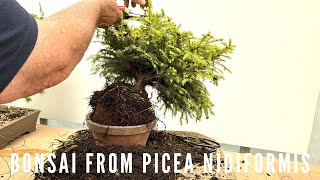 Creating Picea Nidiformis Bonsai [upl. by Narf]