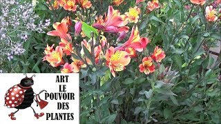 Conseils jardinage alstroemeria lys incas comment faire la taille et lentretien Plante vivace [upl. by Ynahirb]