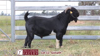 NATIONAL RECORD OCT 2021 SOLD 12000 Lot 11 Goliath NSW Boer Goat Auction [upl. by Kablesh]