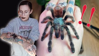 BonBon ESCAPED and I am NOT surprised Arboreal tarantula rehousing [upl. by Stephanie]